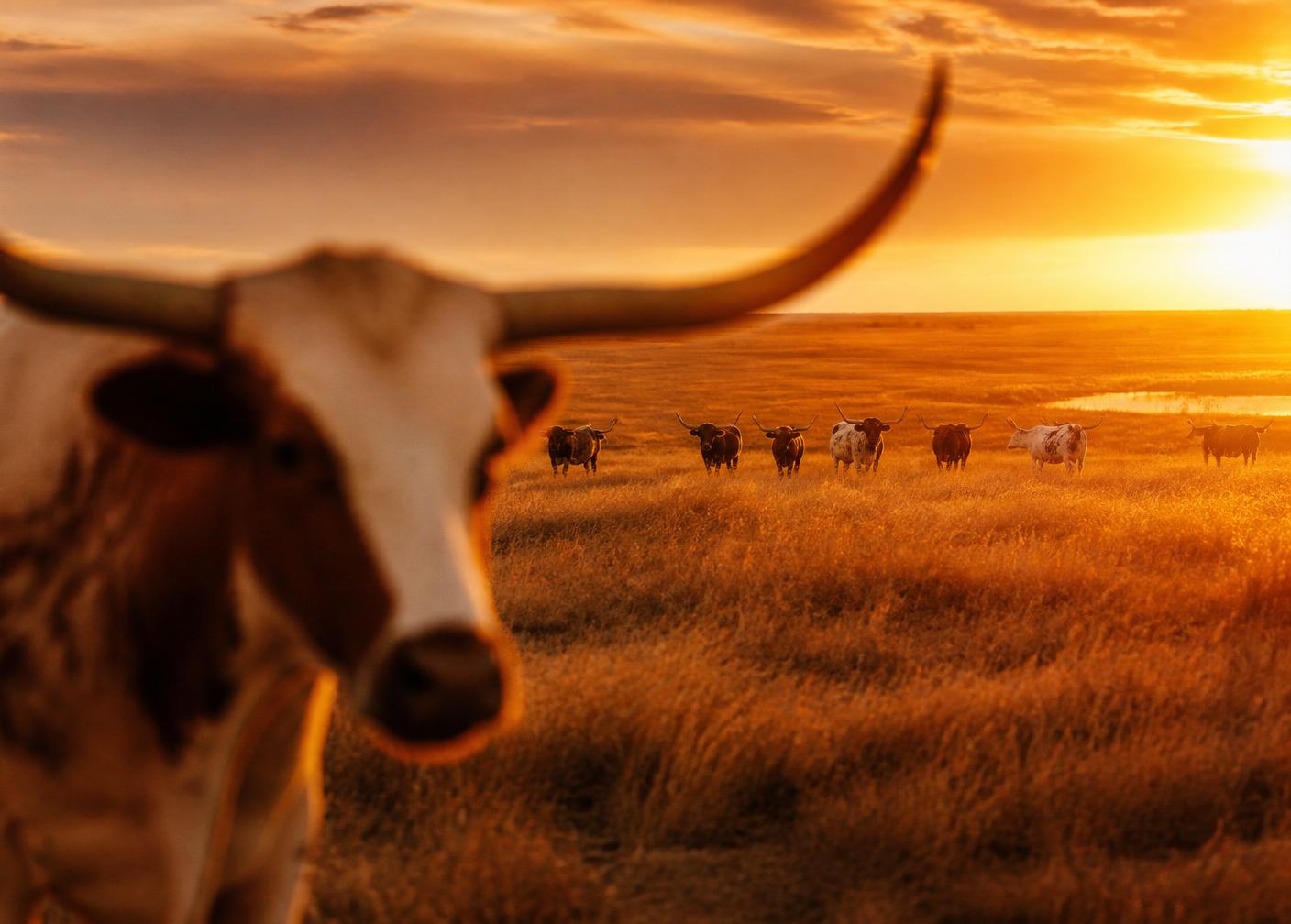 Texas longhorn at sunset